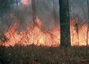 Brush fire leaps to tops of trees.