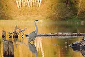 Blue Heron lagoon downstream