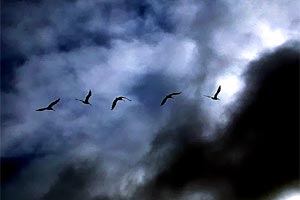 Snowy Egrets on wing